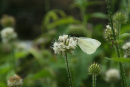 Dipsacus pilosus Kleine kaardebol  bestellen